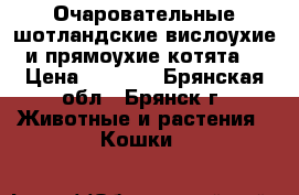 Очаровательные шотландские вислоухие и прямоухие котята. › Цена ­ 3 500 - Брянская обл., Брянск г. Животные и растения » Кошки   